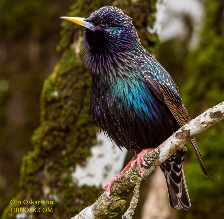 Vögel Bilden “Freundschaften” Beim Brüten: Studie Enthüllt Altruismus Bei Glanzstaren Vögel Bilden "Freundschaften" Beim Brüten: Studie Enthüllt Altruismus Bei Glanzstaren